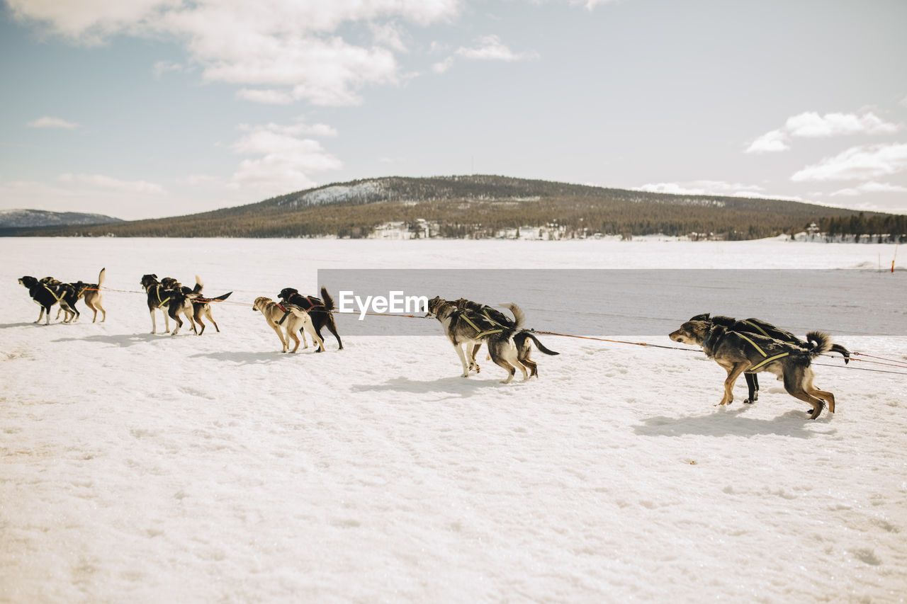 Huskies dogsledding on snow during winter