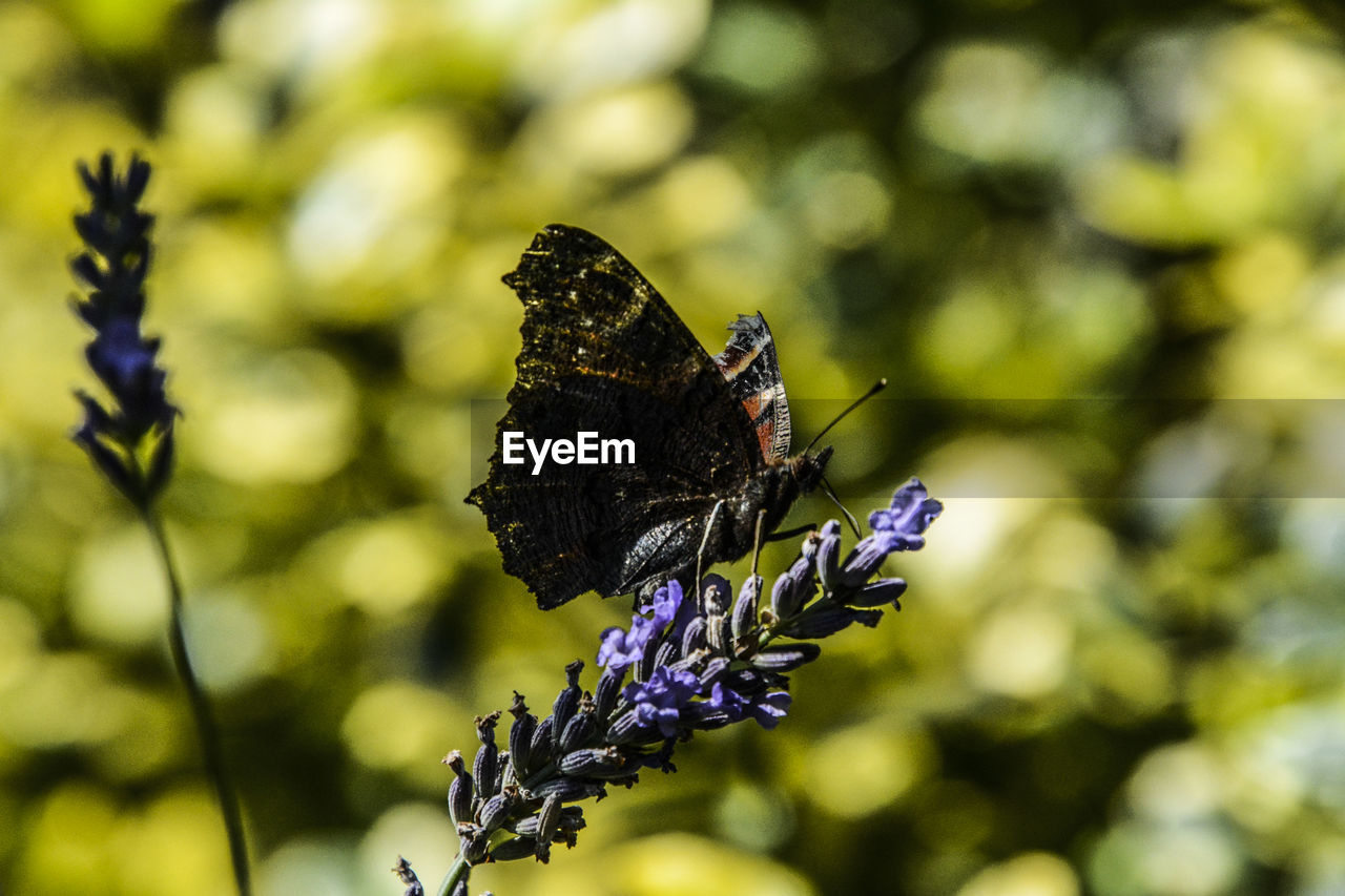 Close-up of butterfly pollinating on flower