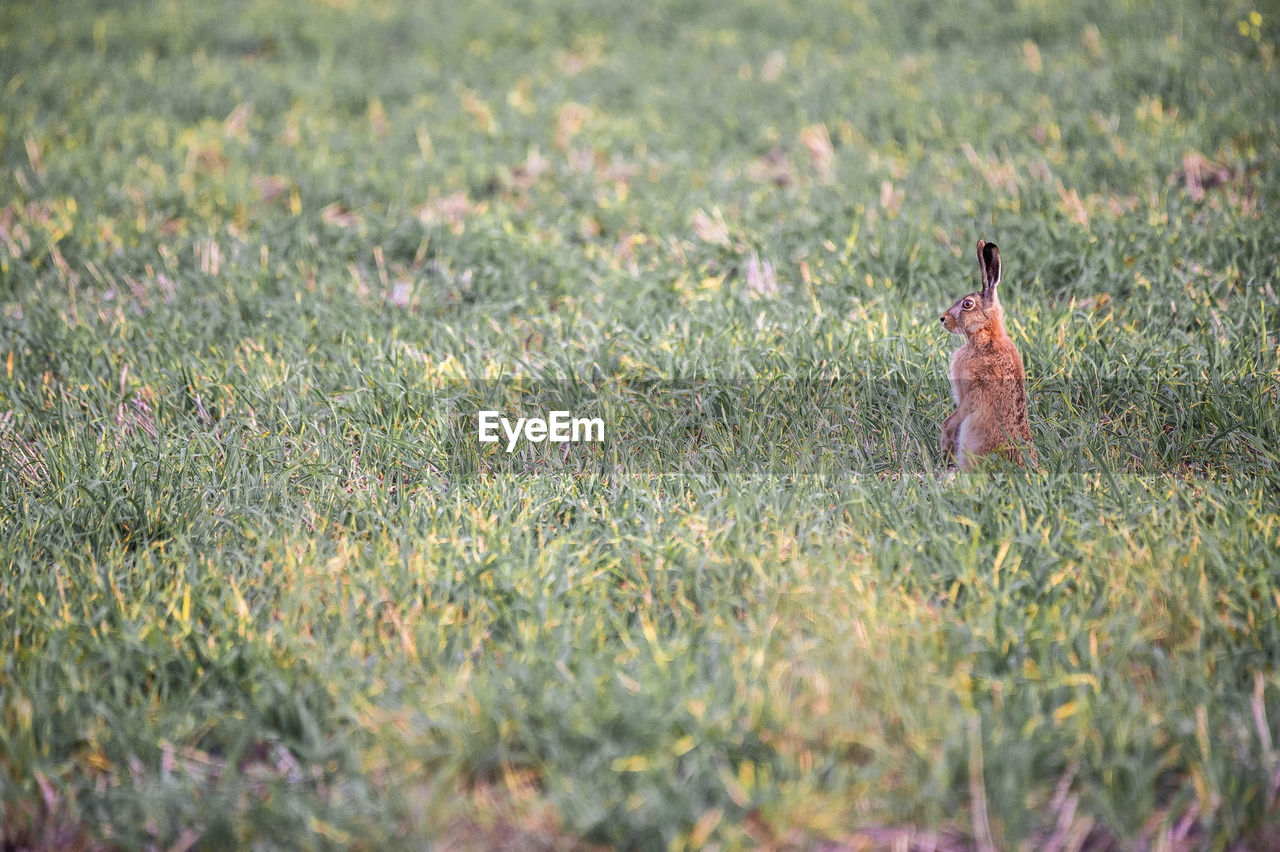 grass, plant, meadow, prairie, grassland, nature, flower, natural environment, field, animal, autumn, land, animal themes, wildlife, one animal, lawn, leaf, day, selective focus, wetland, no people, mammal, outdoors, growth, animal wildlife, green, agriculture, wildflower, pasture, tundra, beauty in nature, landscape, rural area, environment, bird