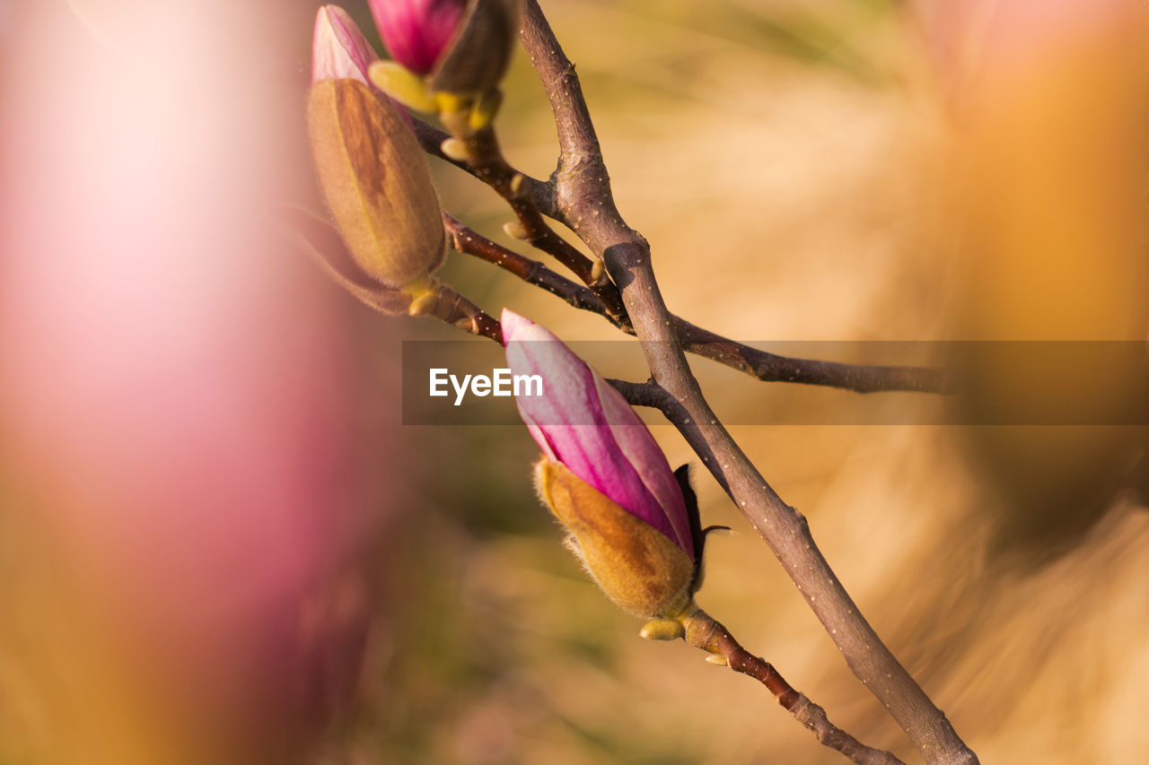 plant, close-up, flower, macro photography, beauty in nature, nature, spring, blossom, flowering plant, yellow, pink, leaf, petal, freshness, branch, bud, animal, no people, animal wildlife, selective focus, plant stem, animal themes, multi colored, tree, outdoors, springtime, purple, environment, fragility, growth, plant part, focus on foreground, macro, wildflower, landscape, defocused, sunlight, tranquility, flower head, summer, autumn, food, agriculture, insect