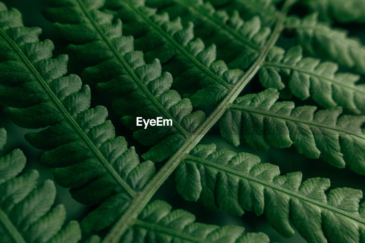 CLOSE-UP OF GREEN LEAVES