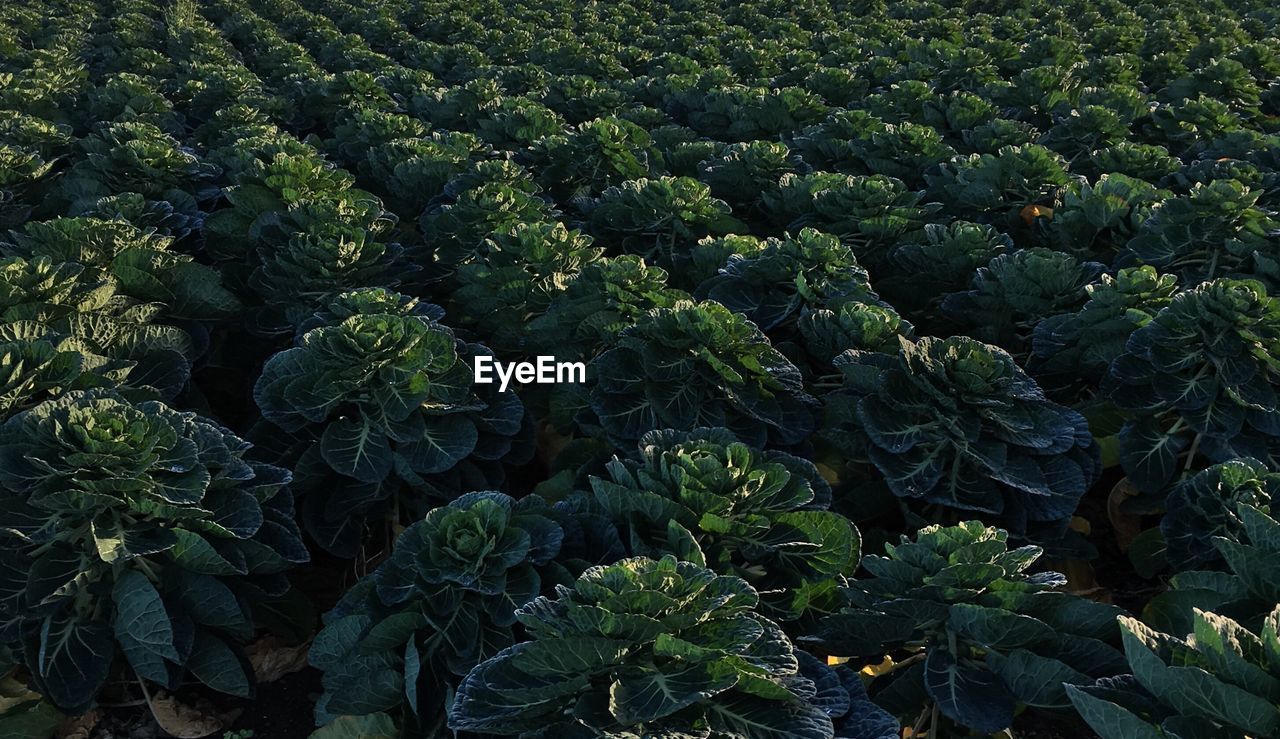 Full frame shot of vegetables growing on farm