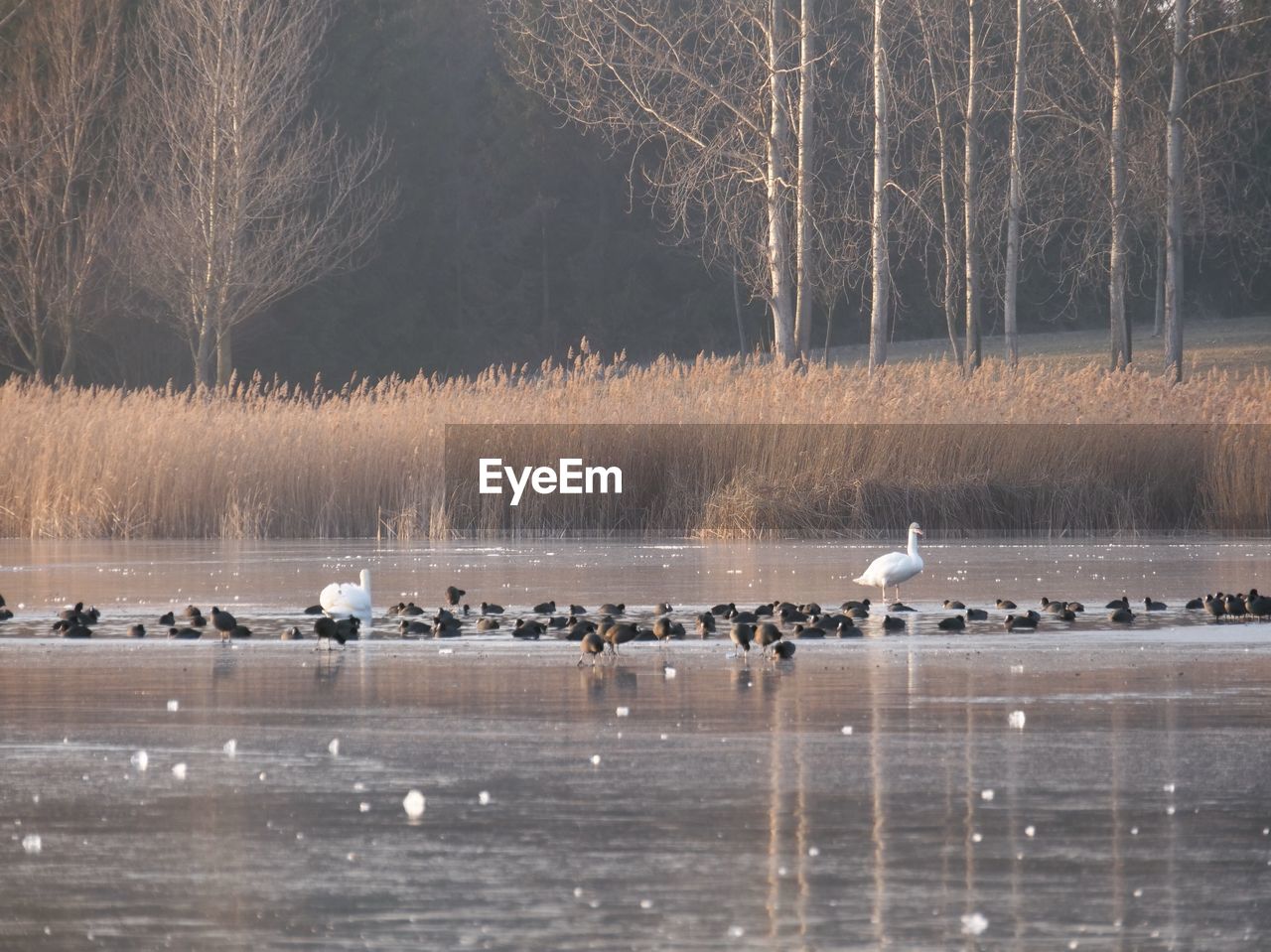 BIRDS IN THE LAKE