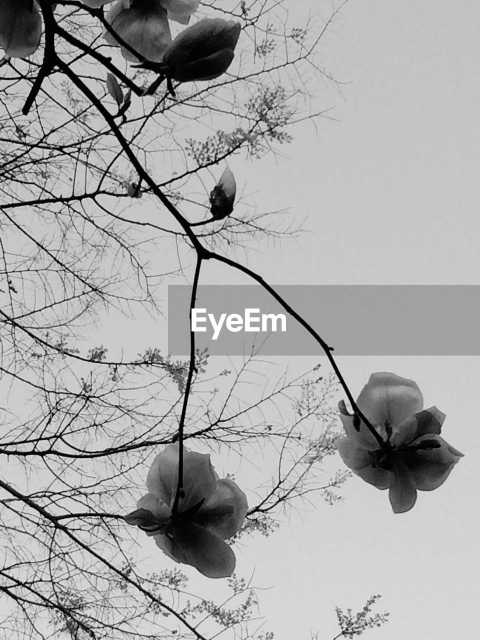 LOW ANGLE VIEW OF FLOWERS ON TREE BRANCH