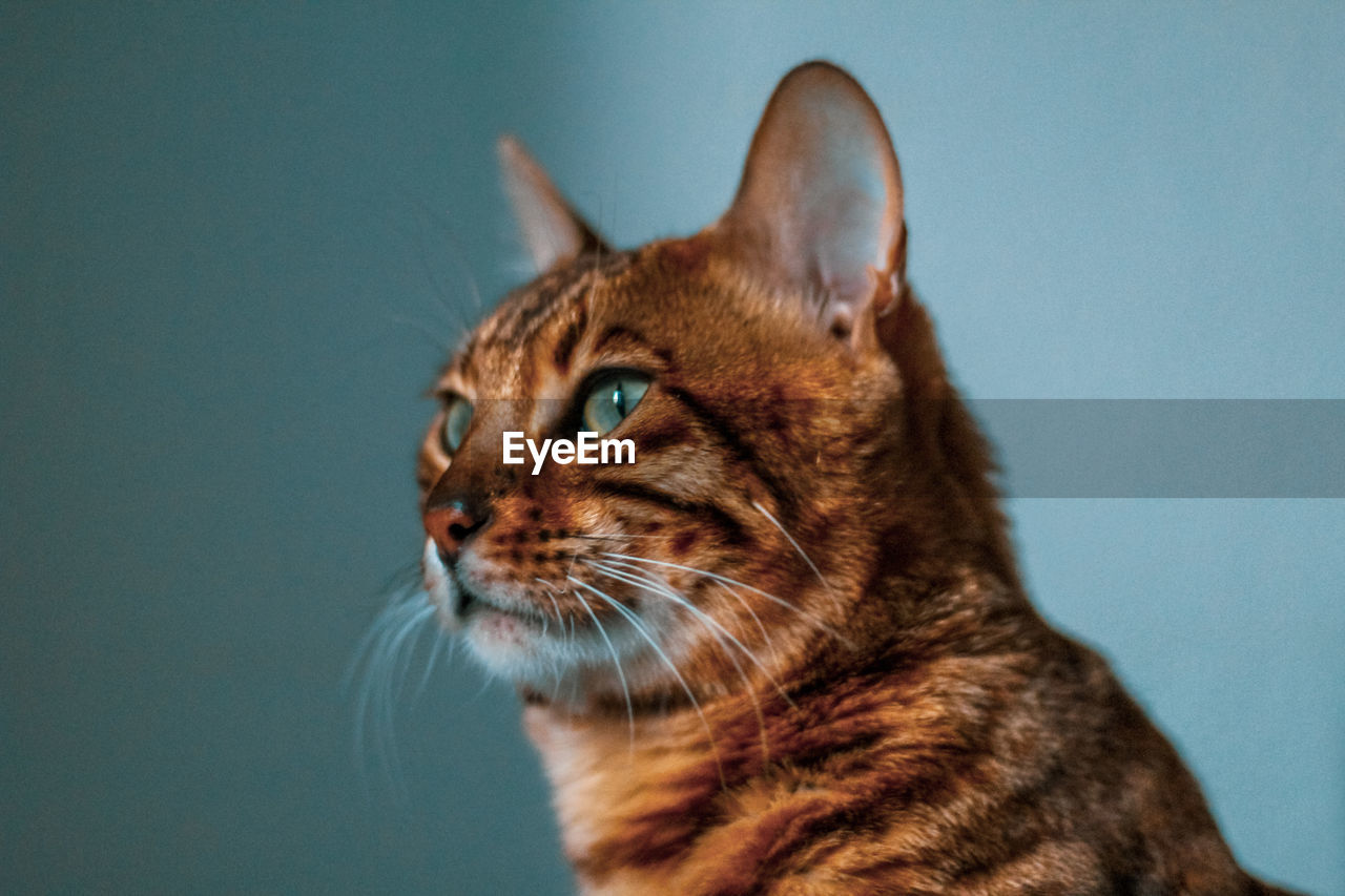 Close-up of a cat looking away