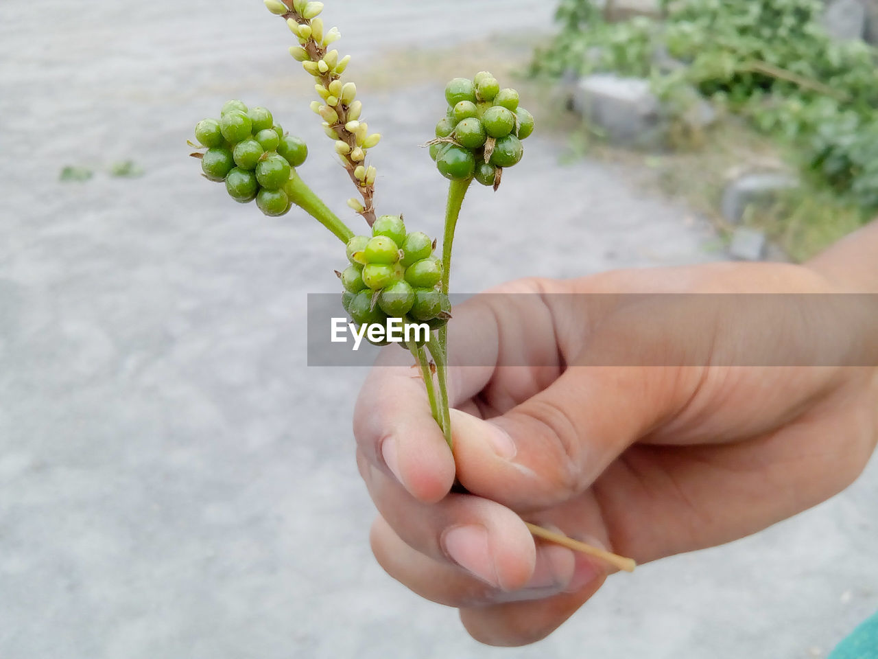 Cropped hand of person holding flower buds