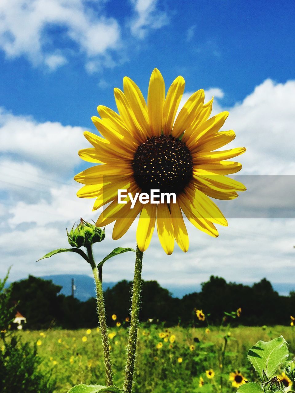 CLOSE-UP OF YELLOW SUNFLOWER BLOOMING AGAINST SKY