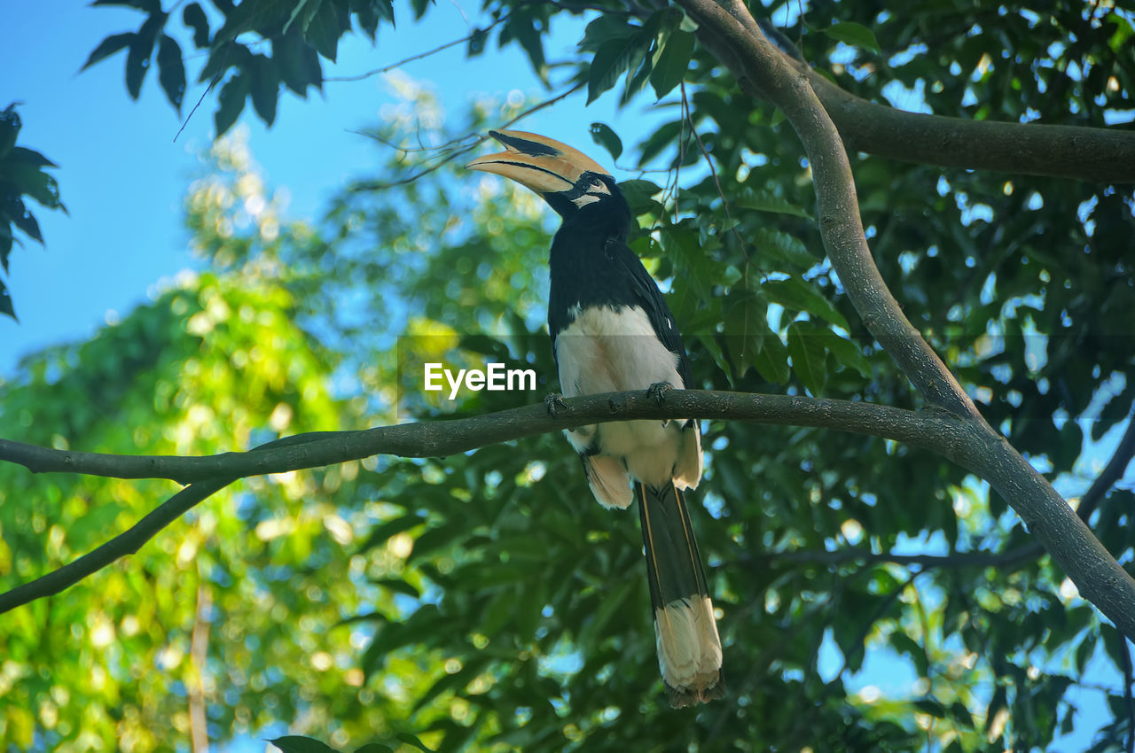 BIRD PERCHING ON A BRANCH