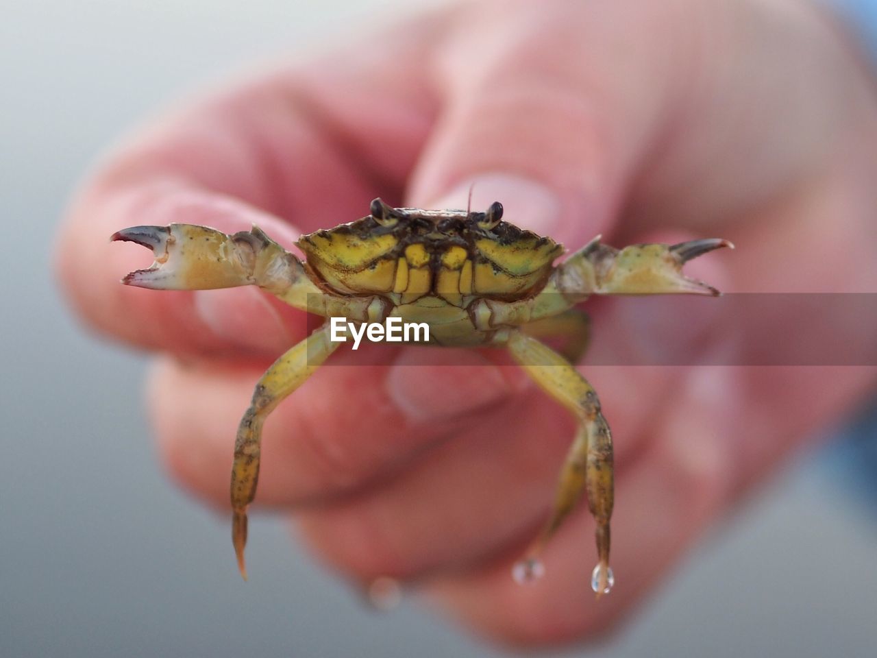 Hand holding small crab