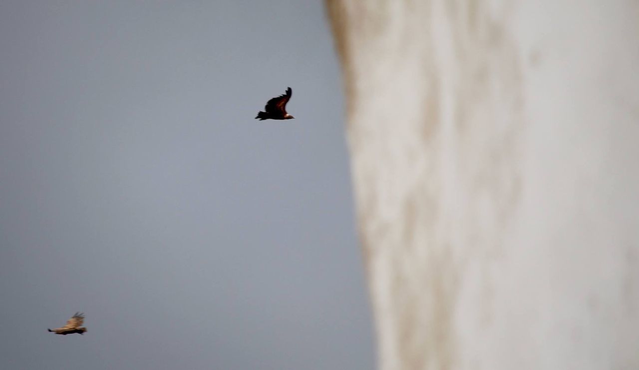 LOW ANGLE VIEW OF BIRDS FLYING OVER WHITE BACKGROUND