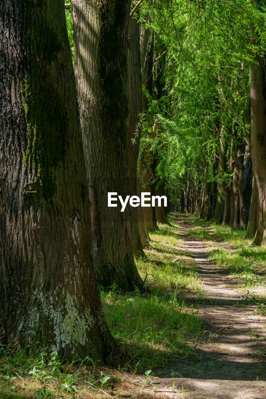 FOOTPATH AMIDST TREES