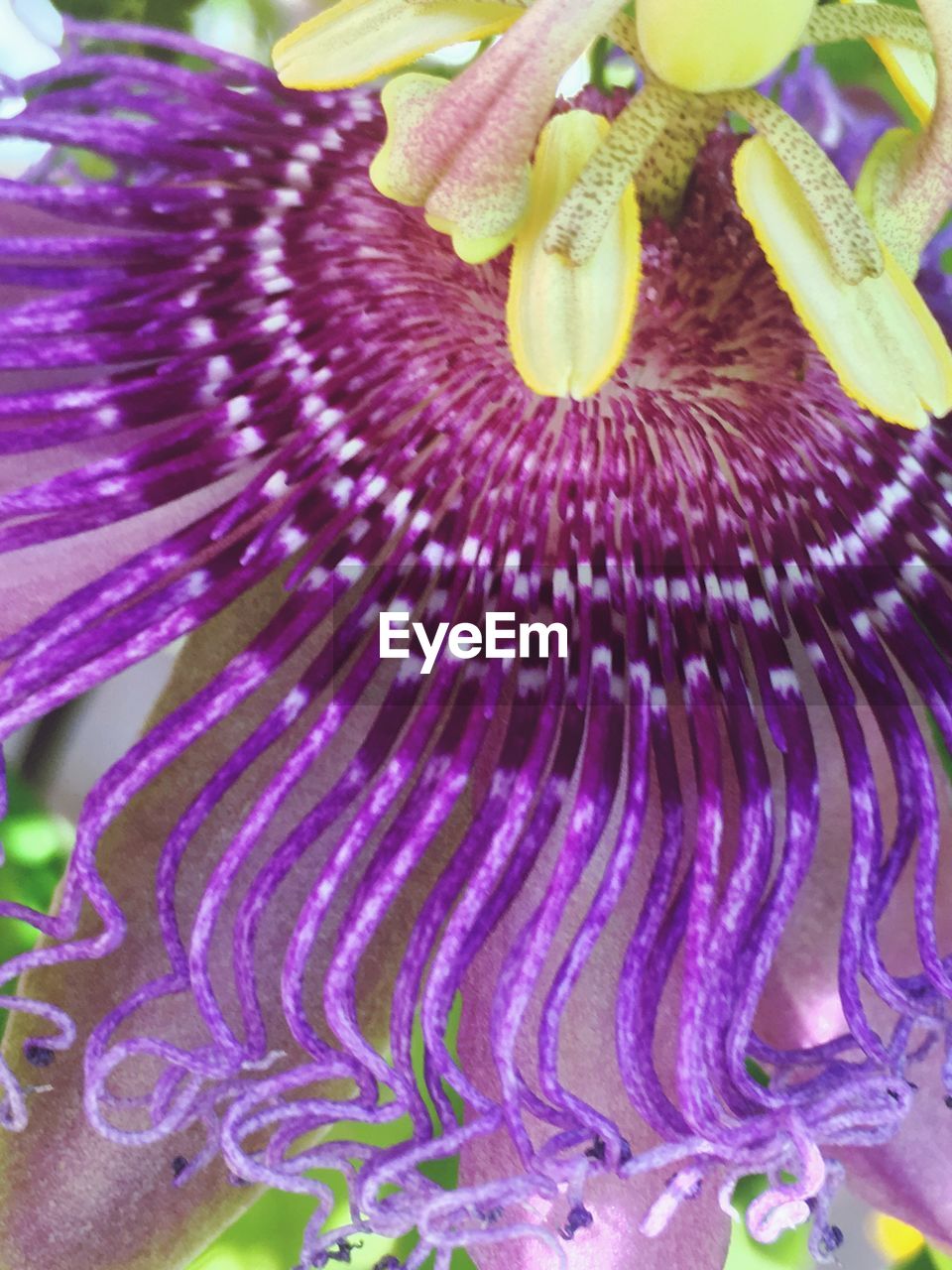 CLOSE-UP OF PURPLE FLOWERS