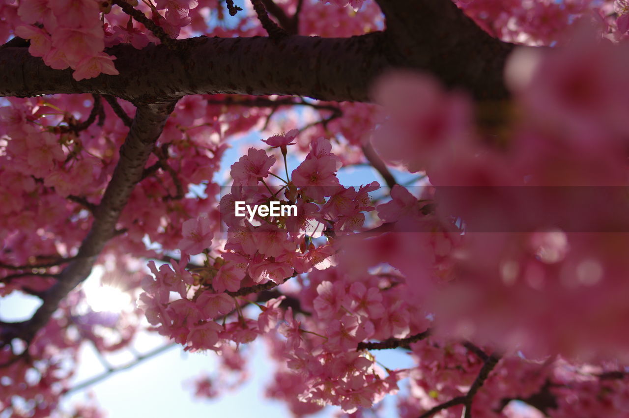 Low angle view of pink cherry blossom tree