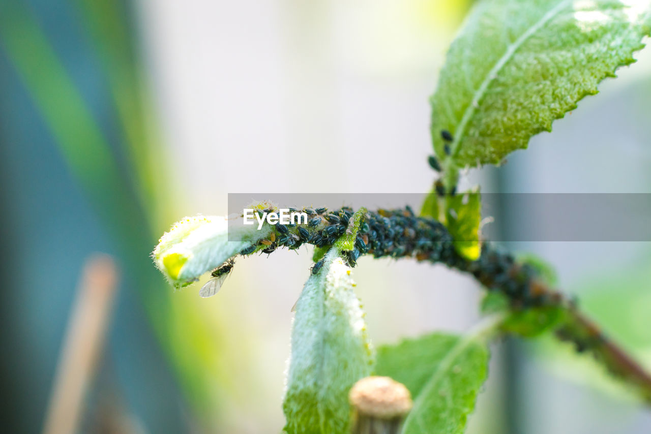 Close-up of insects on plant