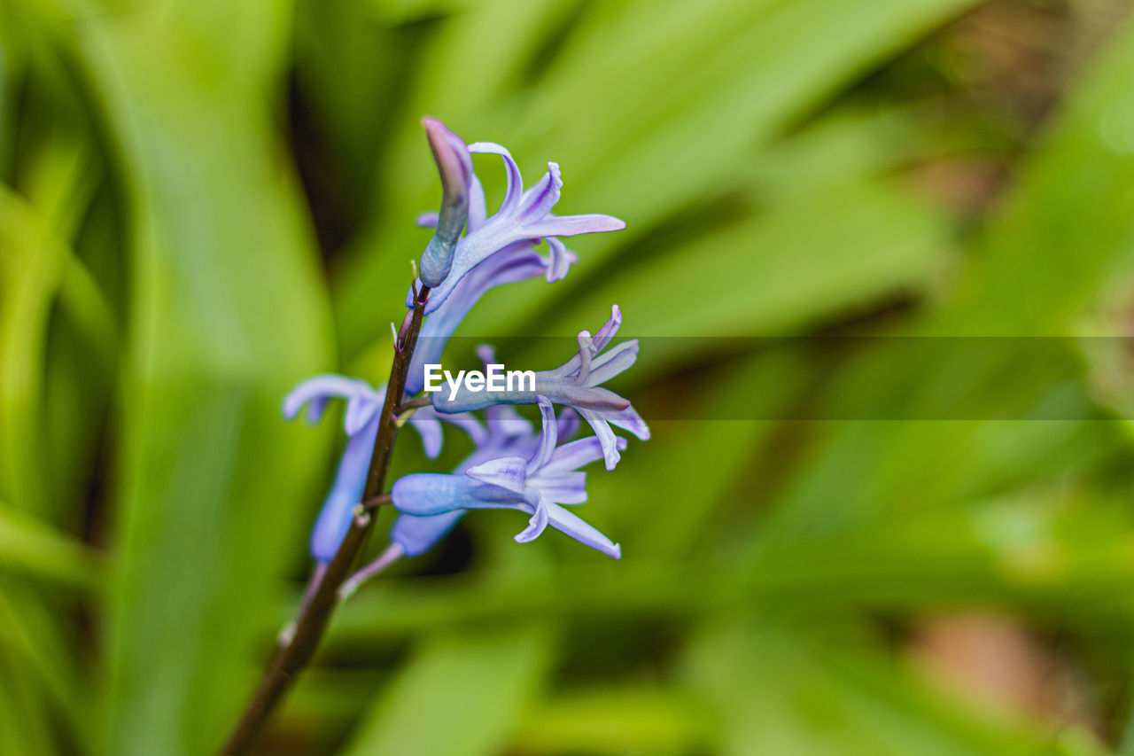 Close-up of purple flowering plant