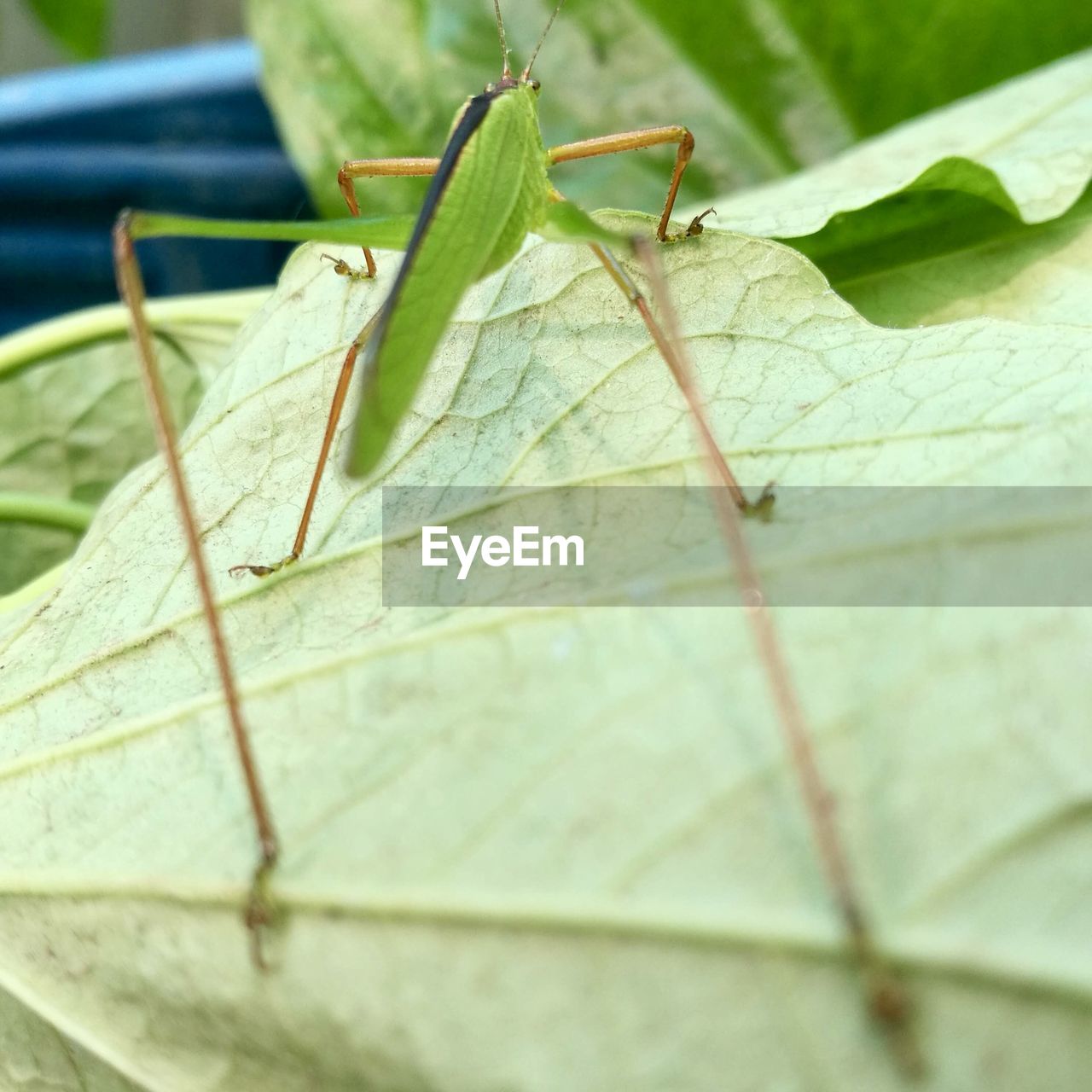 CLOSE-UP OF GRASSHOPPER