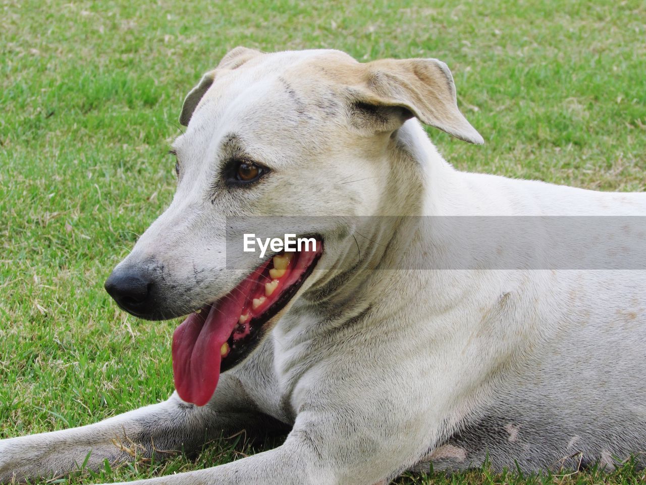 CLOSE-UP OF DOG LOOKING AWAY