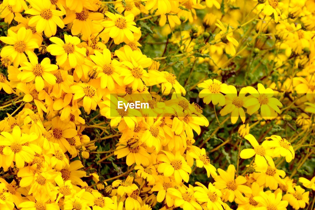 HIGH ANGLE VIEW OF YELLOW FLOWERING PLANT