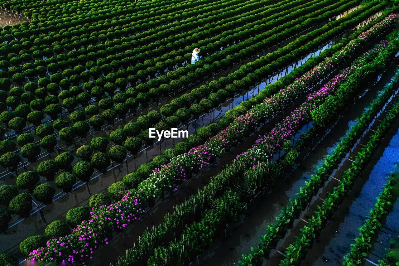 Full frame shot of potted plants