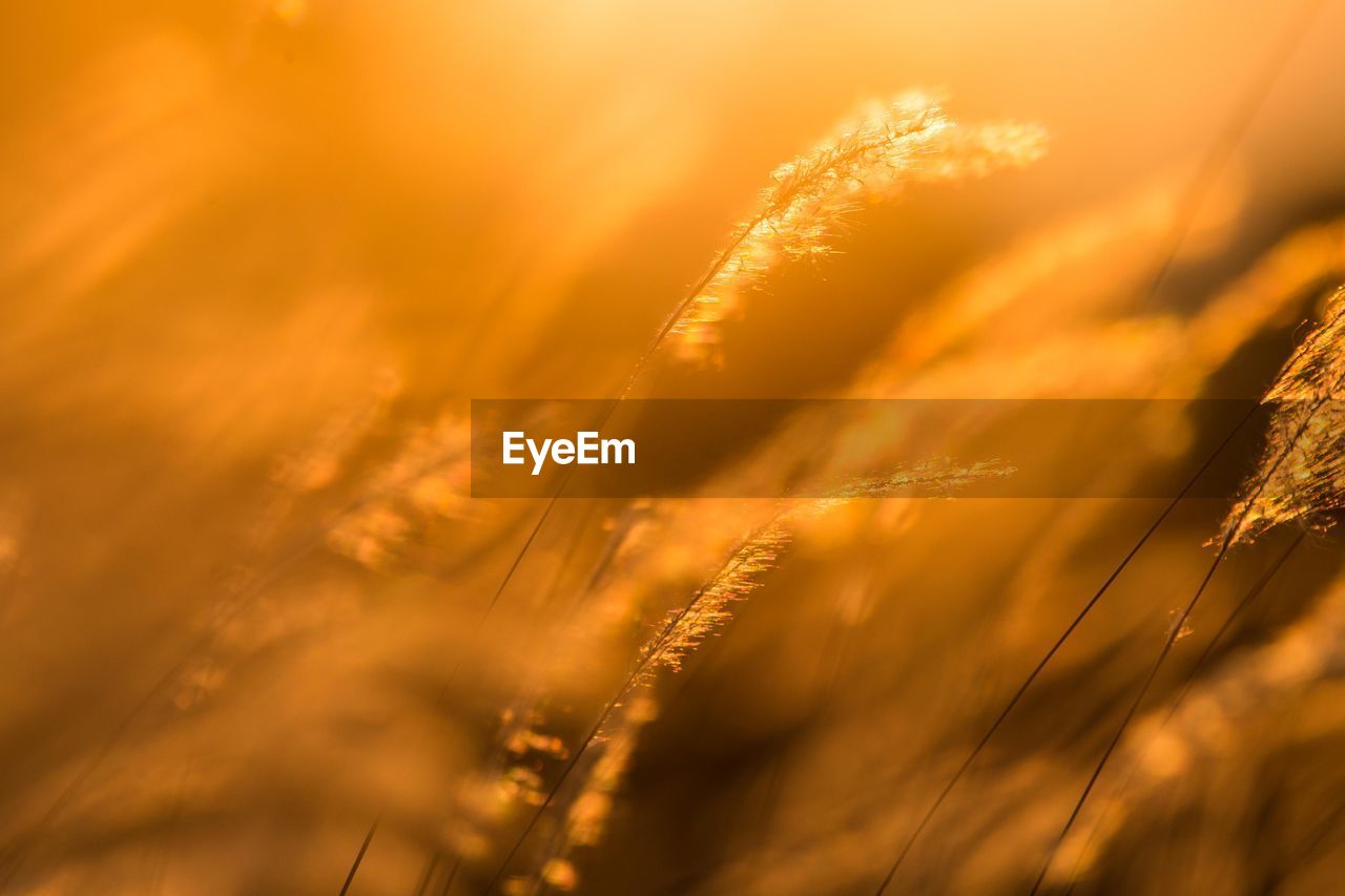 CLOSE-UP OF STALKS IN FIELD AT SUNSET