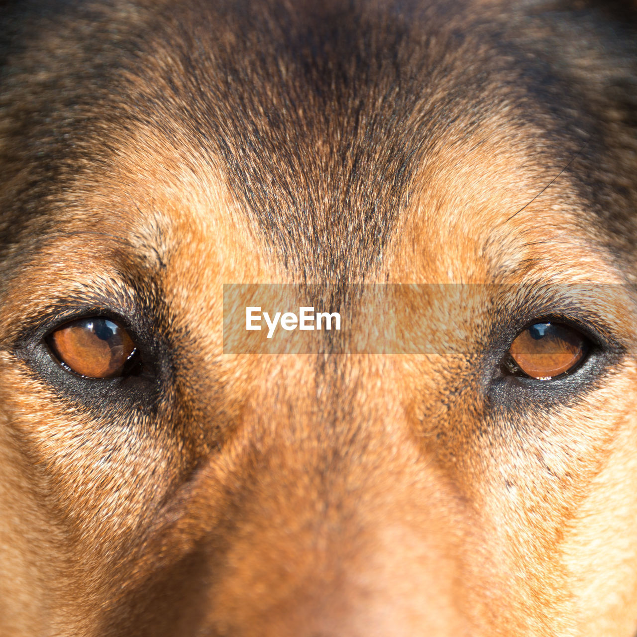 CLOSE-UP OF DOG EYE