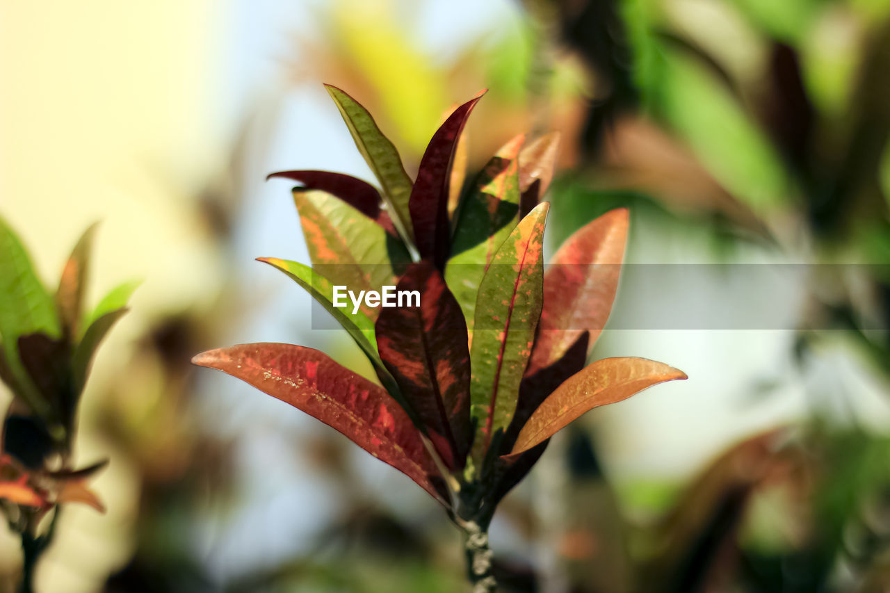 leaf, plant part, plant, nature, flower, tree, beauty in nature, close-up, autumn, branch, no people, outdoors, macro photography, environment, green, focus on foreground, growth, tropical climate, multi colored, land, red