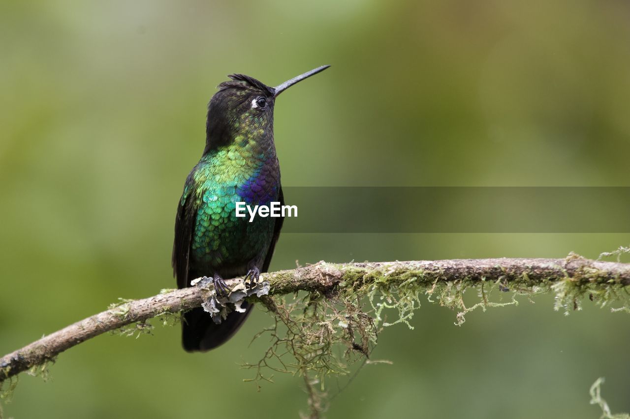 Close-up of bird perching on branch