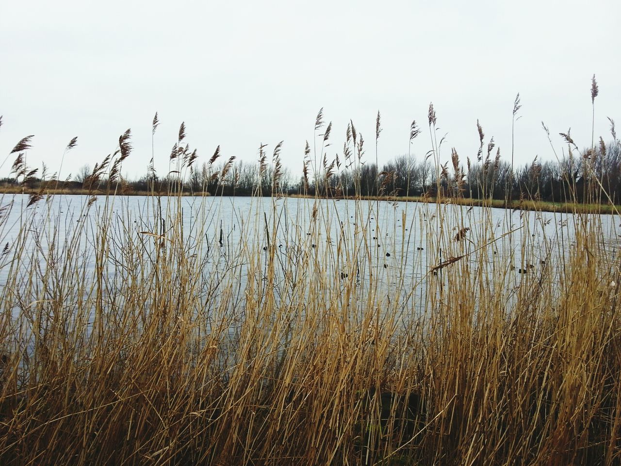 Reed grass at lakeshore