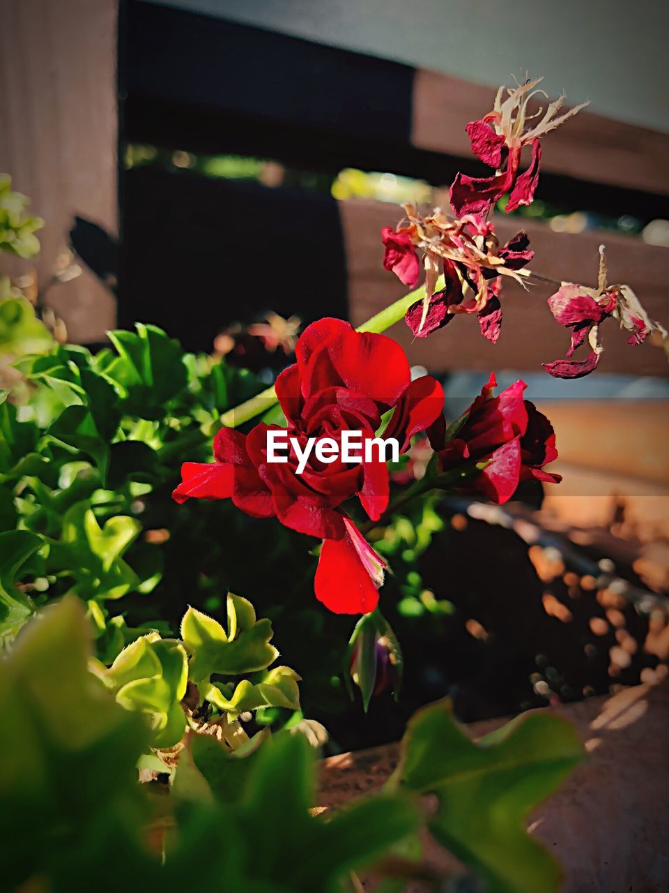 CLOSE-UP OF RED FLOWERS AND LEAVES