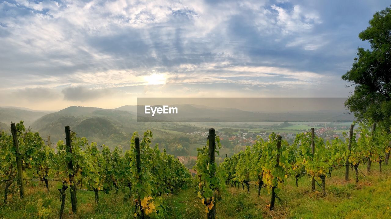 Panoramic view of vineyard against sky