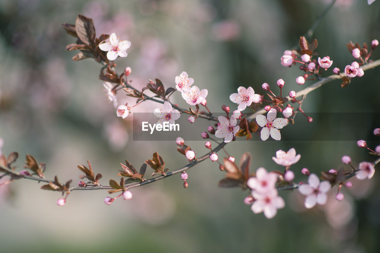 Close-up of pink cherry blossoms in spring