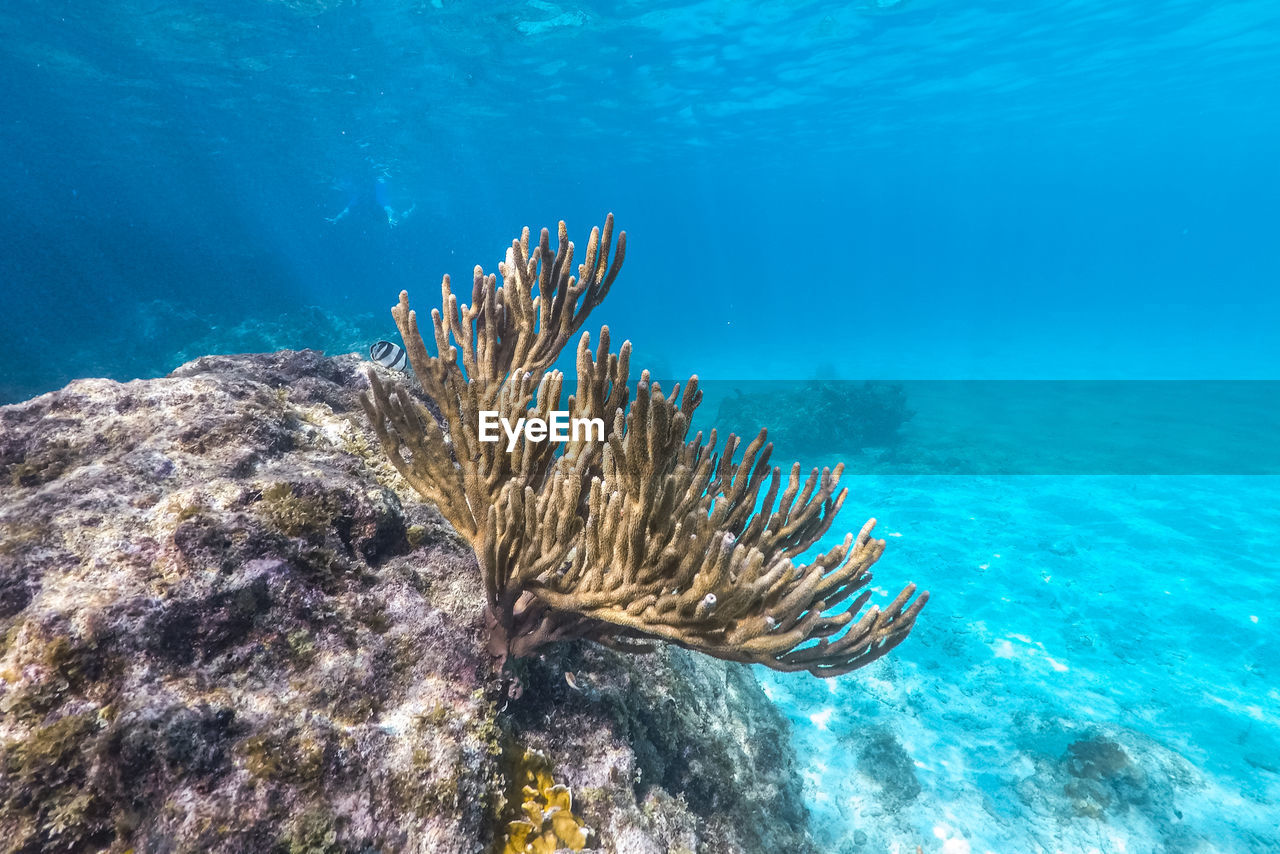 Coral reef scuba diving in sea ocean of curacao