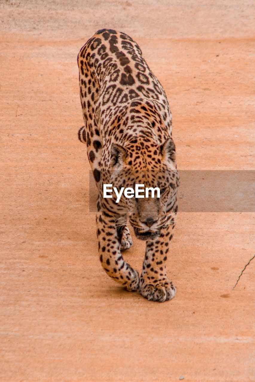 Close-up of a jaguar