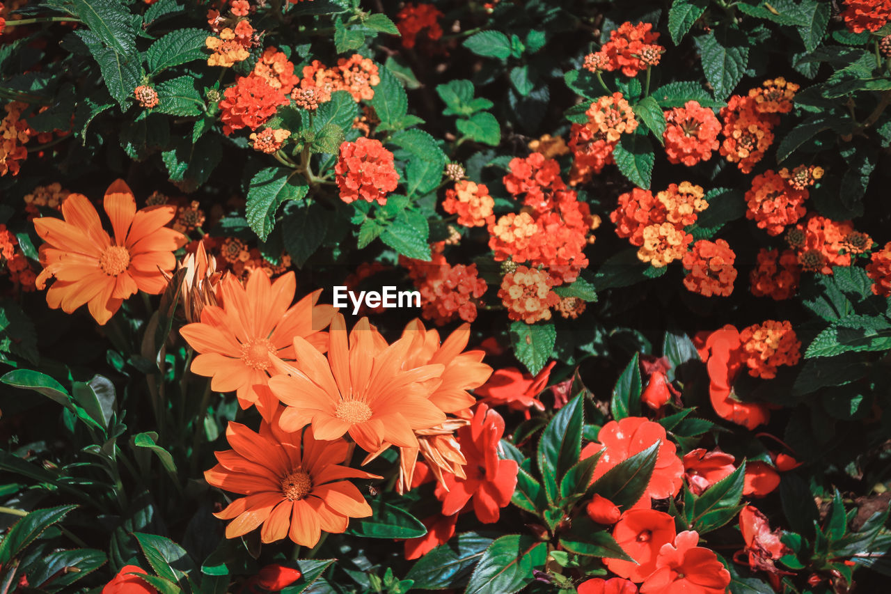 ORANGE FLOWERS BLOOMING IN PLANT