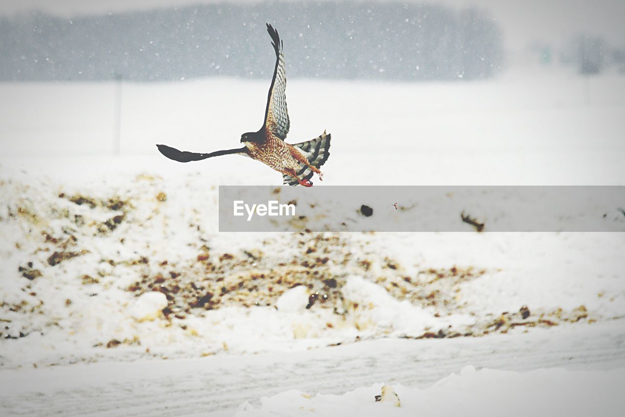 Low angle view of hawk flying above snowcapped landscape