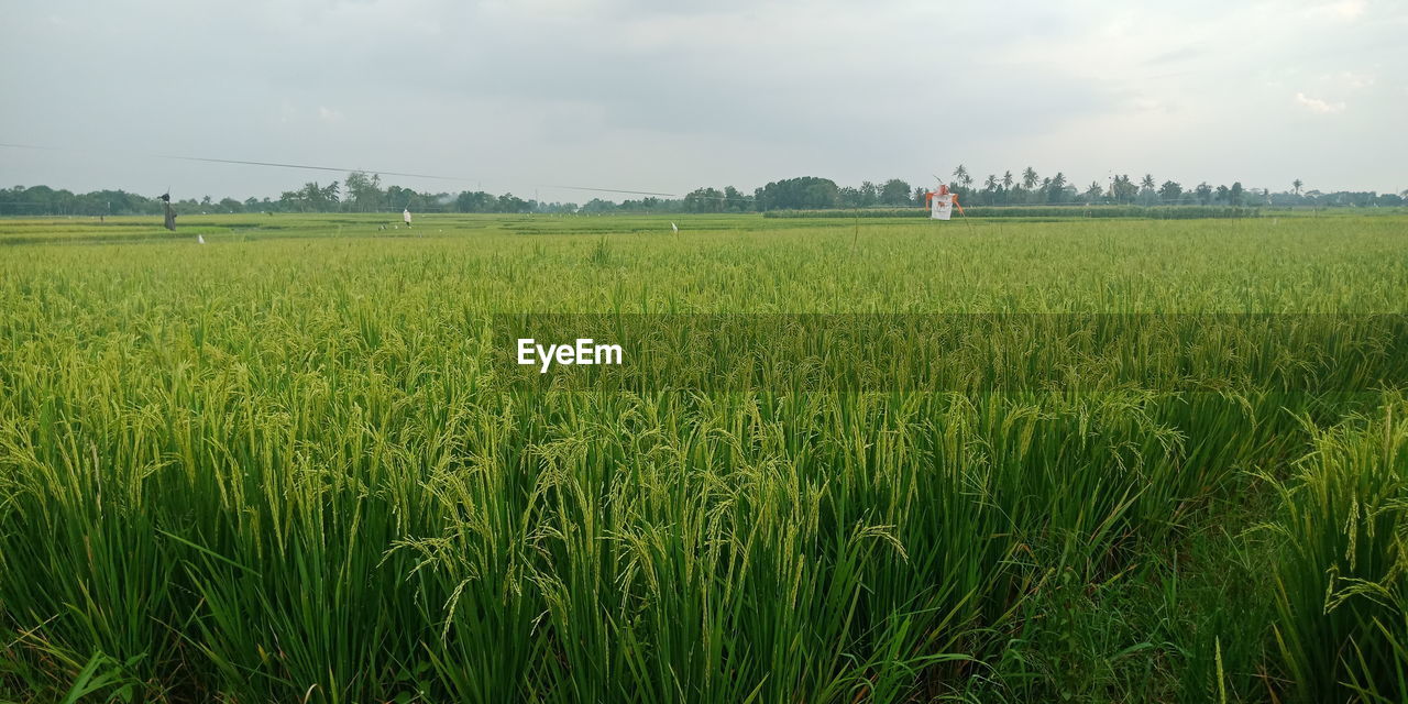 SCENIC VIEW OF AGRICULTURAL FIELD