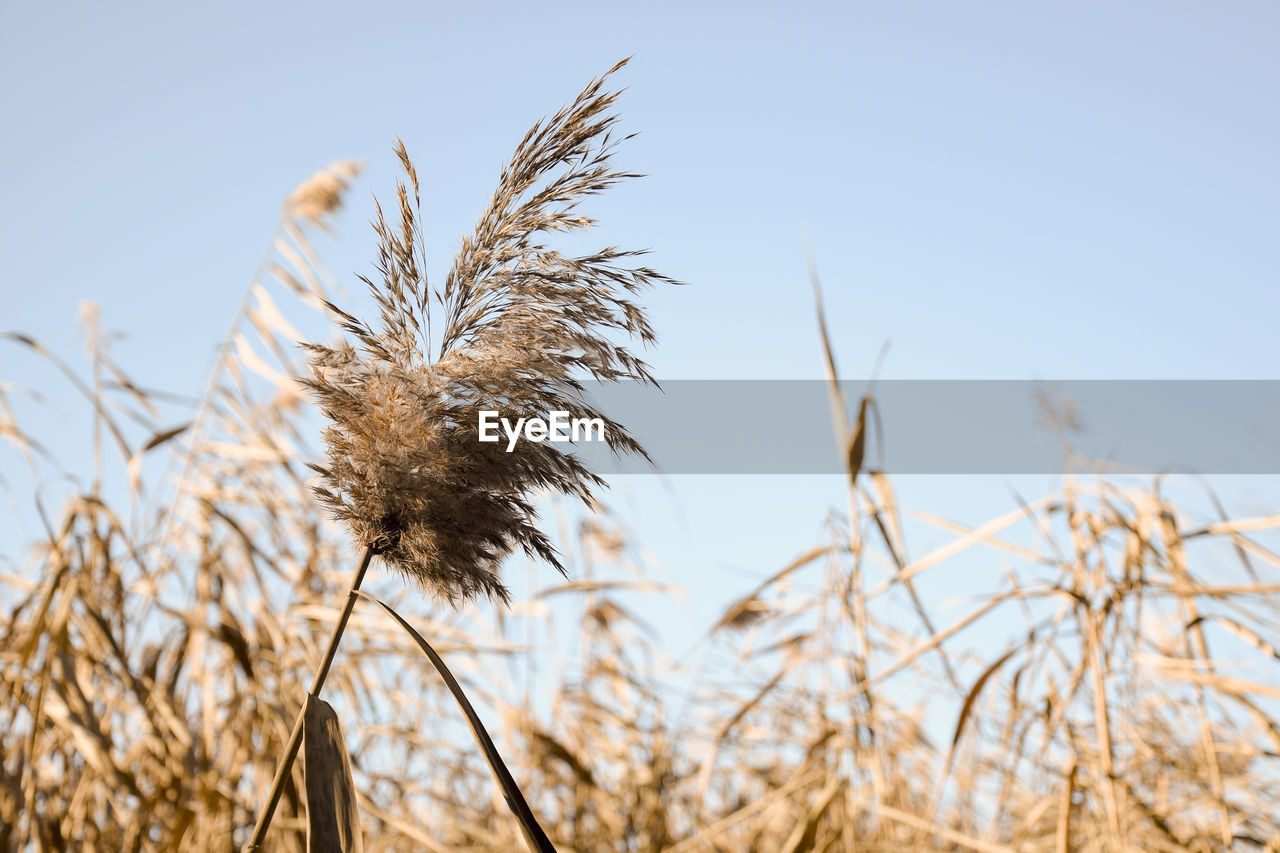 Dry thickets of coastal reeds, neutral colors. pampas grass outdoor in light pastel colors.