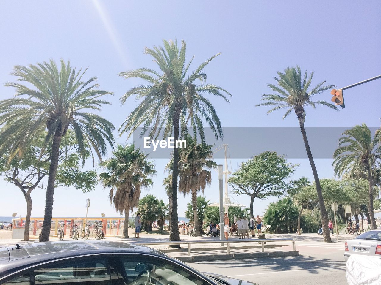 PALM TREES ON ROAD AGAINST SKY IN CITY