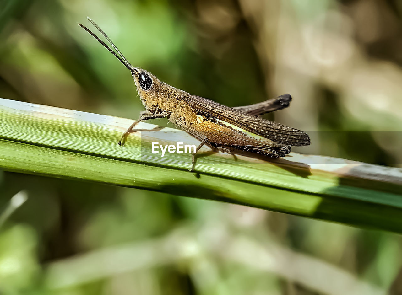 Grasshopper pest, destroyer of plantation crops