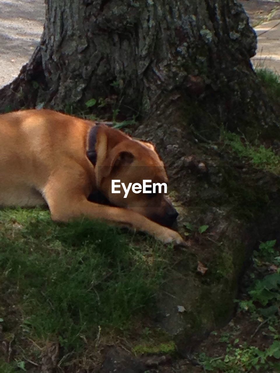 CAT RESTING ON TREE TRUNK