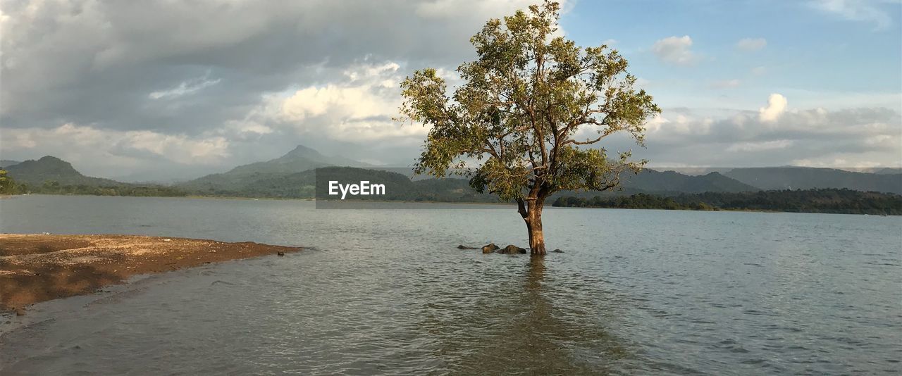 TREES BY LAKE AGAINST SKY