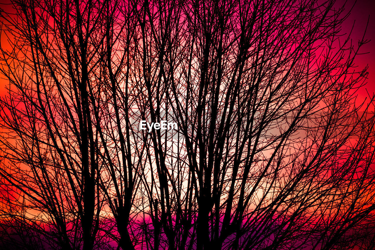 CLOSE-UP OF SILHOUETTE TREES AGAINST SKY AT NIGHT