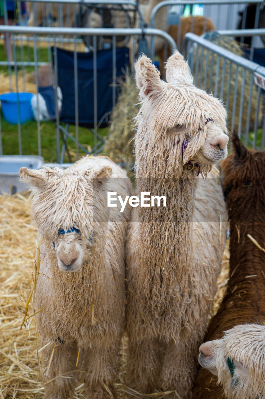 animal themes, mammal, animal, group of animals, domestic animals, livestock, pet, agriculture, sheep, alpaca, no people, nature, two animals, young animal, day, animal wildlife, farm, focus on foreground, llama, outdoors, fence, animal hair, herbivorous