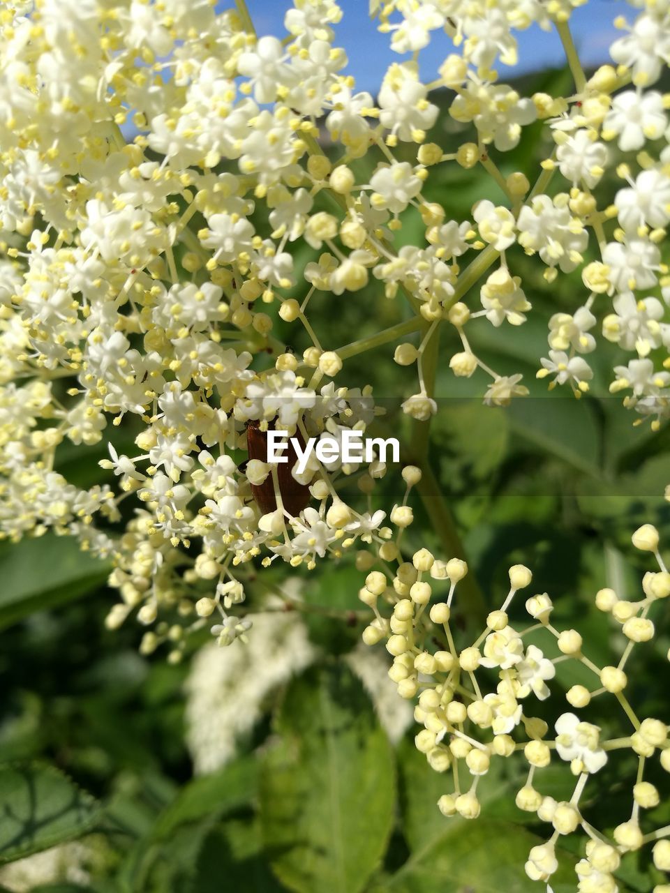 Close-up of white flowers