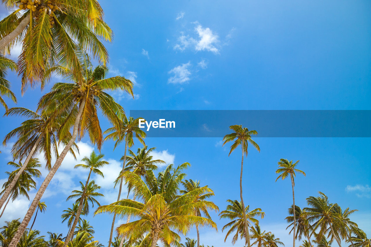 View from below of tropical palm trees in san andres island, colombia