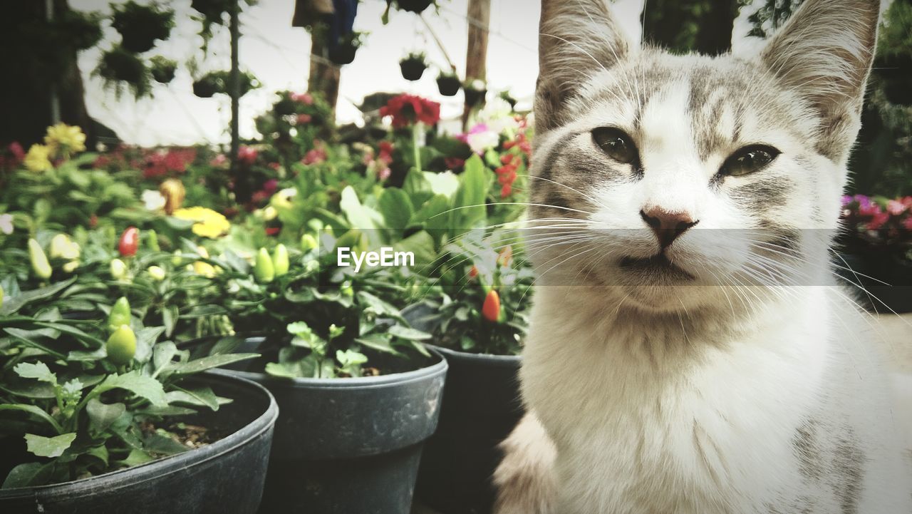 CLOSE-UP OF CAT ON PLANT