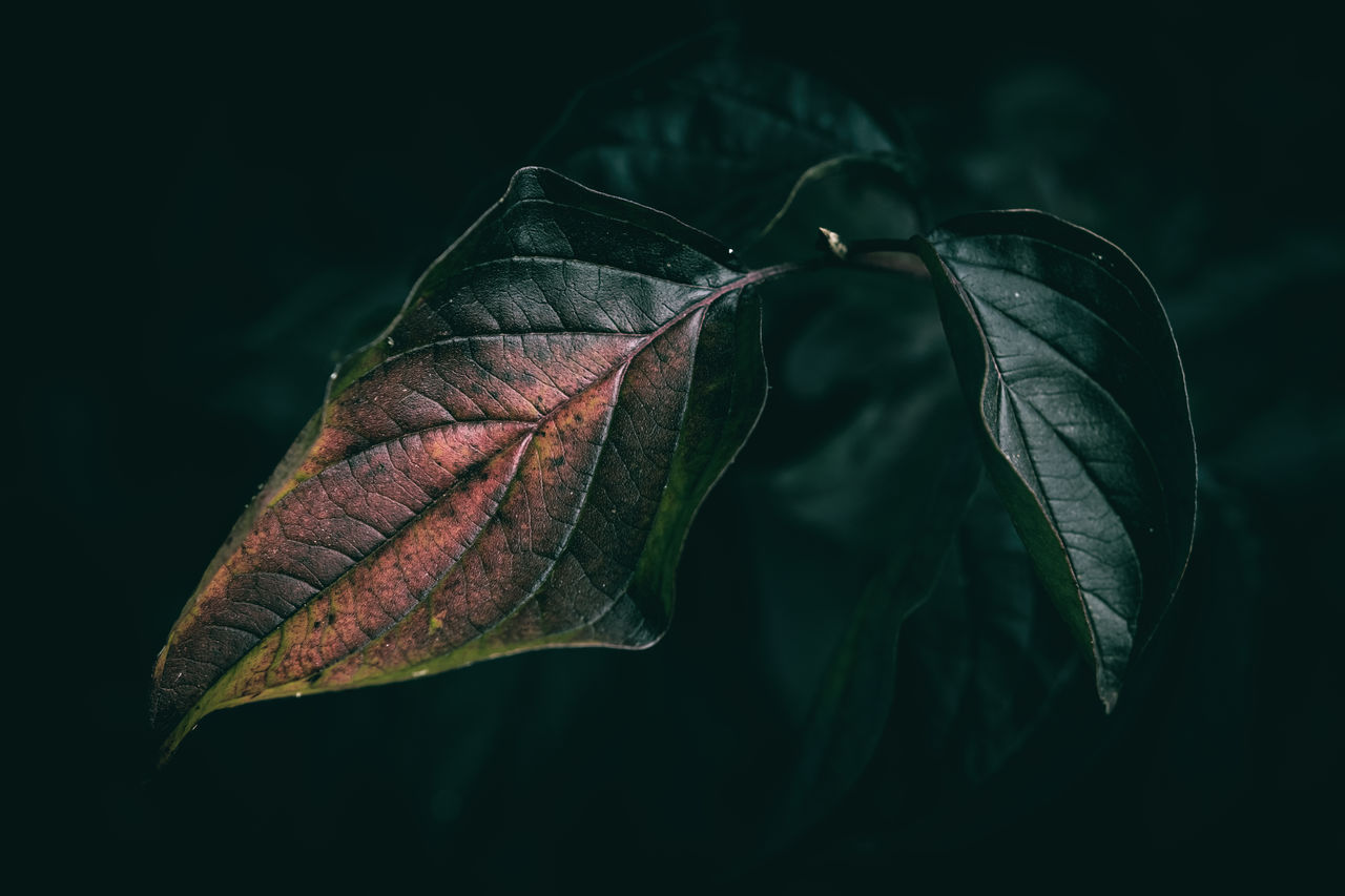 leaf, plant part, close-up, nature, leaf vein, macro photography, black background, plant, green, no people, darkness, fragility, beauty in nature, studio shot, outdoors, autumn, wing