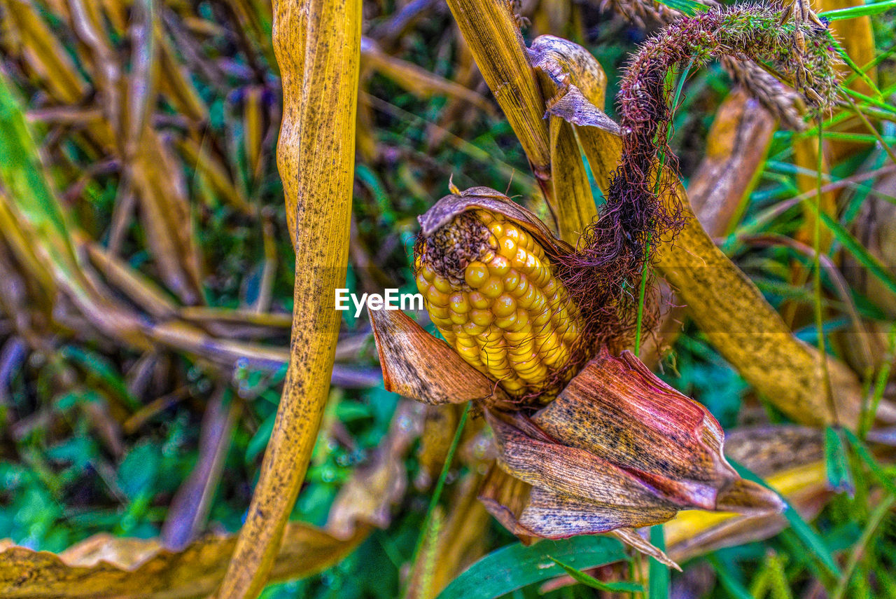 CLOSE-UP OF PLANTS