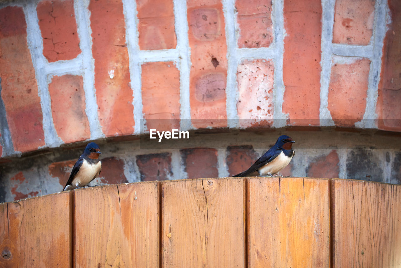 PIGEONS PERCHING ON WALL