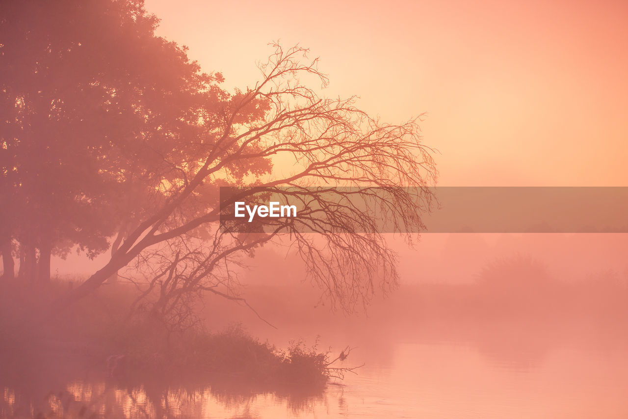 Silhouette tree by lake against sky during sunrise. foggy morning, oak trees